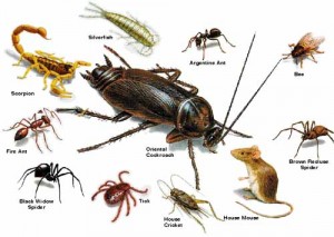 Pest Control Company in Hollywood, Florida Announces New Pest Library